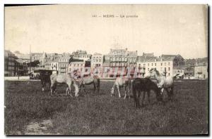 Old Postcard Horse Riding Equestrian Seas Grassland