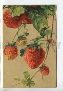 444015 C. KLEIN Berries Sweet Strawberry Vintage postcard RUSSIA