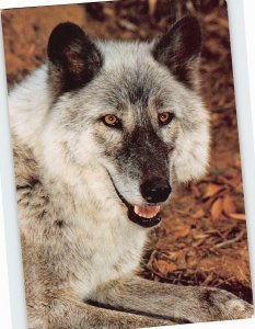Postcard Wolf (Canis Lupis), San Diego Zoo, San Diego, California