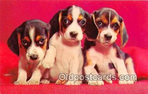  Color by Mike Roberts, Berkeley, CA, USA Dog, Canine Postcard