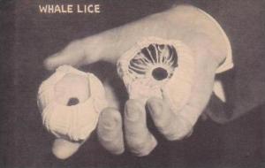 Ripley Believe It Or Not Odditorium Whale Lice