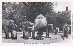 Elephants Elephant Training St Louis Zoo 1955