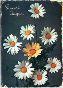 postcard  greetings - posted Italy - Sinceri Auguri - Sincere Greetings, daisies