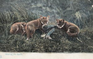 Sharing The Spoils Fox Hunting About To Eat Fish Old Postcard