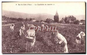 Old Postcard On Cote d & # 39Azur Picking Jasmine