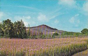 Hawaii Honolulu Vanda Orchid Fields On the New Volcanic 