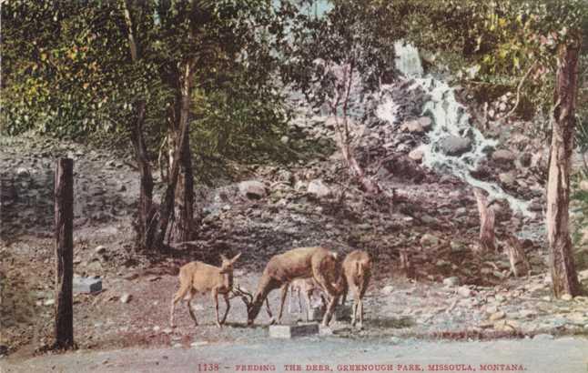 Deer Feeding at Greenough Park Missoula MT, Montana DB