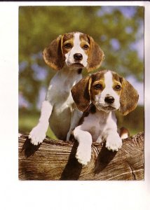 Beagle Puppies