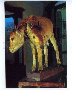 218532 RUSSIA St.Petersburg Kunstkammer Stuffed two-headed calf old postcard