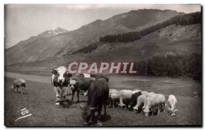 The herd Alp - Cows - Cows - Old Postcard