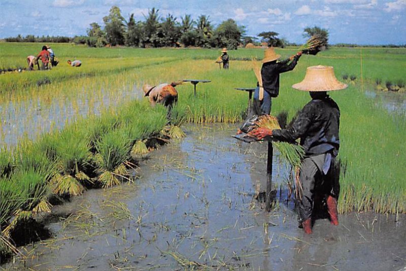 Farmers uproot rice seedlings for transplant on the other rice fields Thailan...