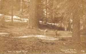 9519 CA Sequoia National Park    Deer in Giant forest RPC