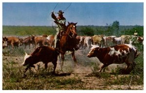 Roping a Calf in order to brand him