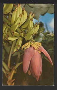 Tropical Hawaii A Banana Blossom and Young Fruit is a Familiar Sight ~ Chrome