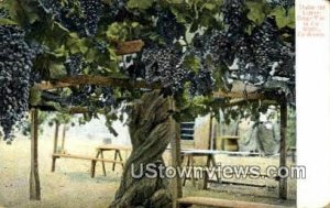 Grape Vine - MIsc, California CA  