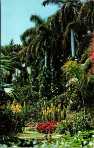 Vtg 1960s Sunken Gardens Royal Palm Flower Garden Petersburg Florida FL Postcard