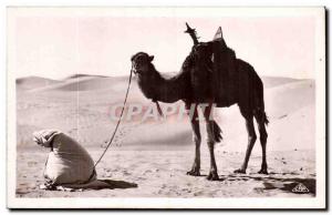 Algeria Old Postcard Scenes and Types The prayer of the desert (camel camel)