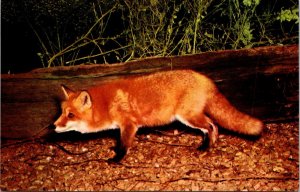 Red Fox - [MX-669]