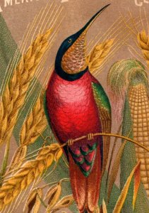 1880 American Breakfast Cereal Colorful Beautiful Hummingbird Wheat Corn P60