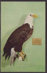 Bald Eagle Postcard 