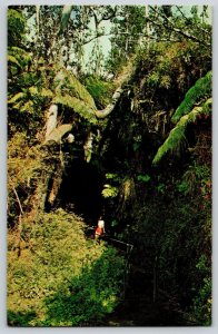 Postcard Hawaii Thurston Lava Tube - Volcano National Park