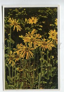 427974 Flower Arnica montana Vintage Sammelwerk Tobacco Card w/ ADVERTISING