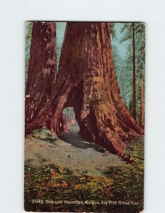 Postcard Ohio and Haverford Mariposa Big Tree Grove California