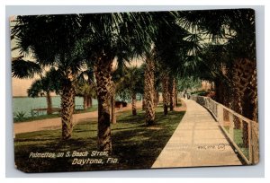 Vintage 1900s Postcard Palmettos on S. Beach Street, Daytona, Florida