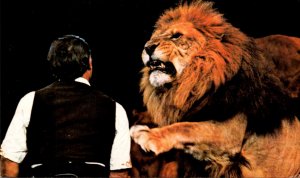 Circus Ringling Brothers & Barnum and Bailey Circus African Lion