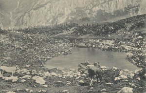 Mountaineering Austria Sporer Alp bei Lindauer Hutte