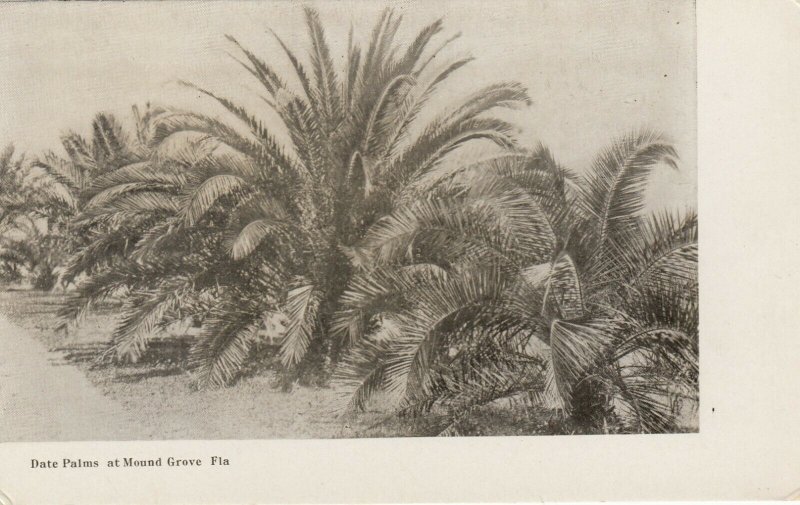 MOUND GROVE , Florida , 1901-07 ; Date Palms