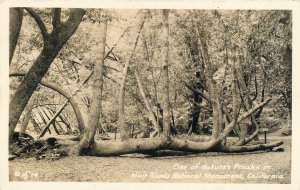 RPPC MUIR WOODS National Monument, CA ~ Tree NATURE'S FREAK  c1930s Postcard