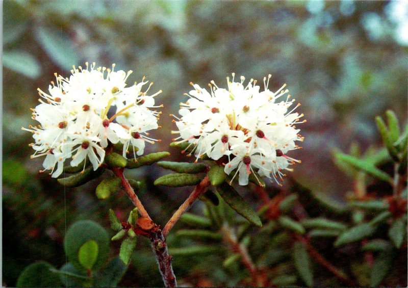 Qajaasaq Flower Greenland Postcard unused 1990 (9929)