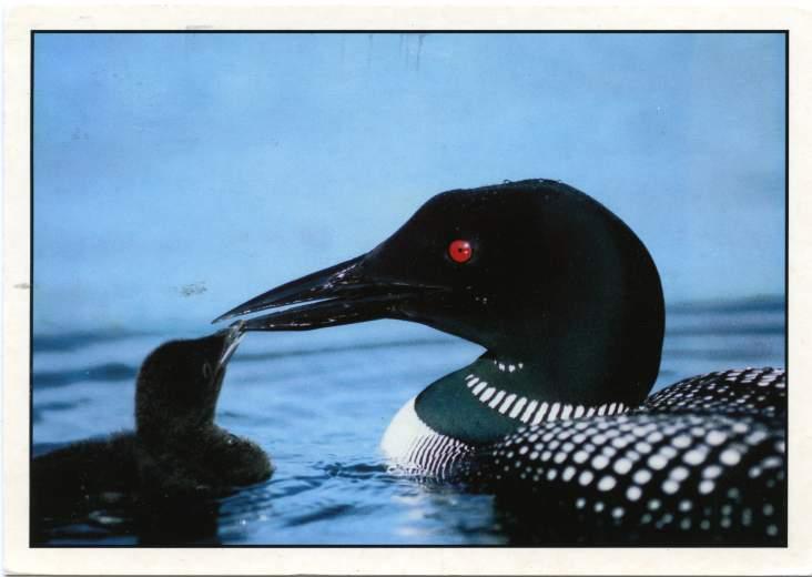 The Common Loon with a Chick - Bird - pm Portland Maine 1989