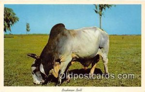 Brahman Bull Florida Pastures, USA Cow Unused 