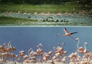 bonaire, N.A., Bird Watcher's Paradise Flamingo's at their Nest (19...