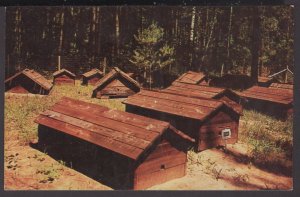 Minnesota's Chippewa National Forest, Chippewa Indian Burial Grounds Chrome