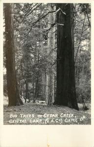 RPPC Postcard; Big Trees in Cedar Creek, Crystal Lake (L.A. County) Camp 134