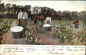 Galveston Texas TX Cotton Field Workers c1910 Postcard