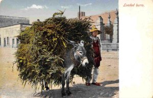 Loaded Burro Mexico 1909 postcard