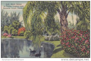 Florida Sarasota Black Swans In Florida Tropical Lake Jungle Gardens Curteich