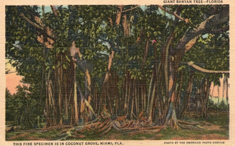 Vintage Postcard 1930's Giant Banyan Tree Coconut Grove Miami Florida FL