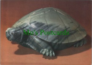 British Museum Postcard - Jade Figure of a Terrapin, Indian 17th Cent RR12798