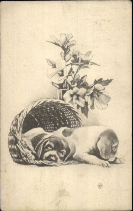 Cute Sleepy Puppy Dogs in Basket c1910 Postcard