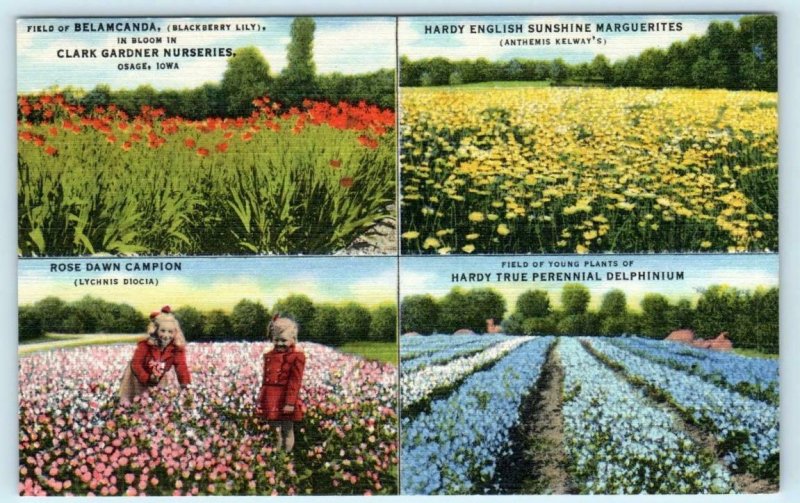 OSAGE, Iowa IA ~ Flower Fields CLARK GARDNER NURSERIES Mitchell County Postcard