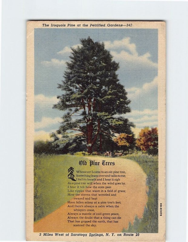 Postcard The Iroquois Pine at the Petrified Gardens, Saratoga Springs, New York