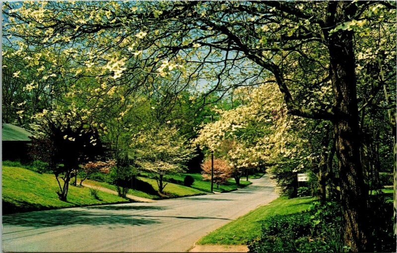 Atlanta Georgia GA Dogwoods Cherry Bloosoms Azaleas Street Postcard Cancel PM 