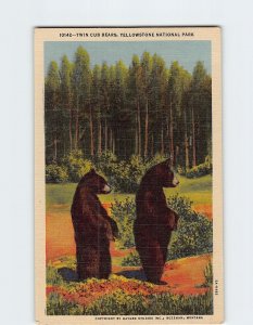 Postcard Twin Cub Bears, Yellowstone National Park, Wyoming