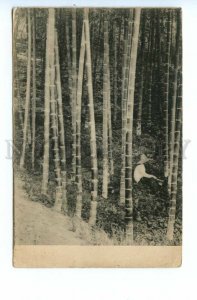 493941 Caucasus Georgia Batum Chakva Bamboo Grove Vintage postcard Goskino