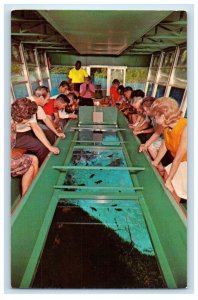 Florida's Silver Springs Glass Bottom Boat Unposted Vintage Postcard 